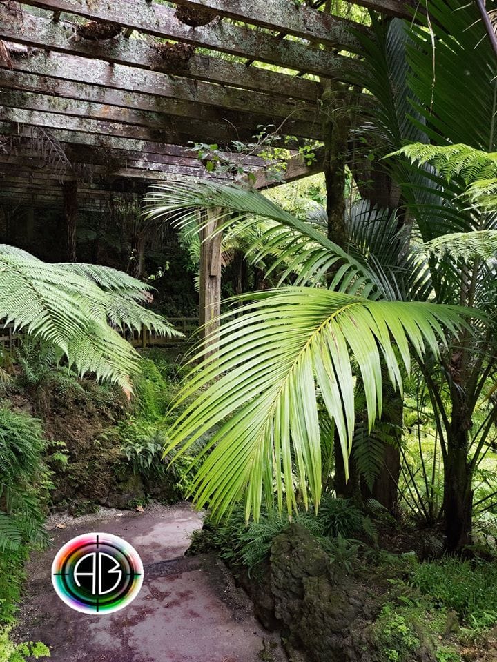 Auckland Wintergartens fernery, New Zealand