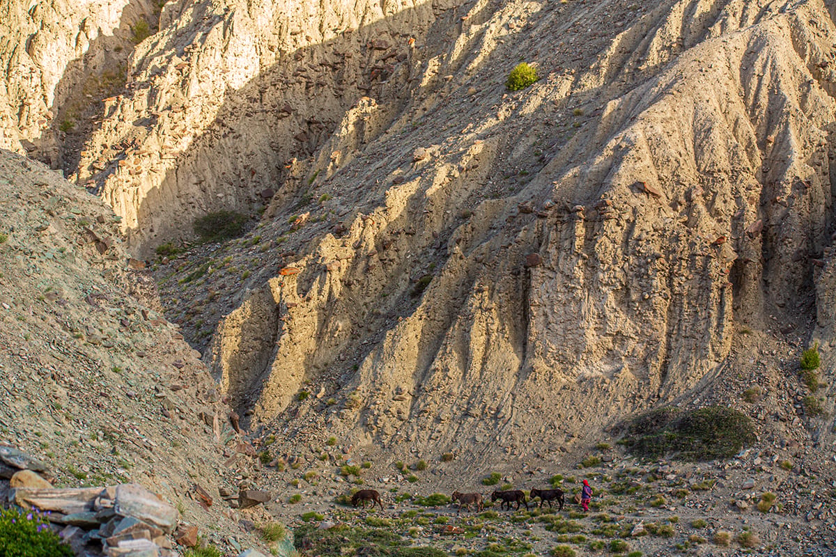 Auf dem Markha Valley Trek, India
