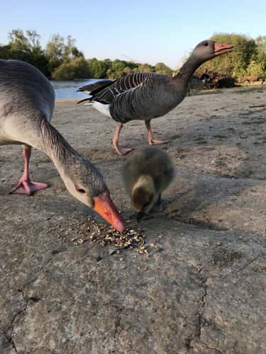 Barden Lake, Tonbridge, Kent