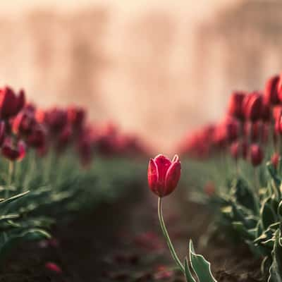 Biddinghuizen tulips, Netherlands