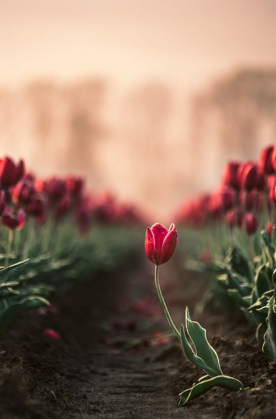 Biddinghuizen tulips, Netherlands