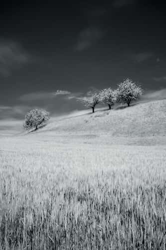Cherry trees in Frick