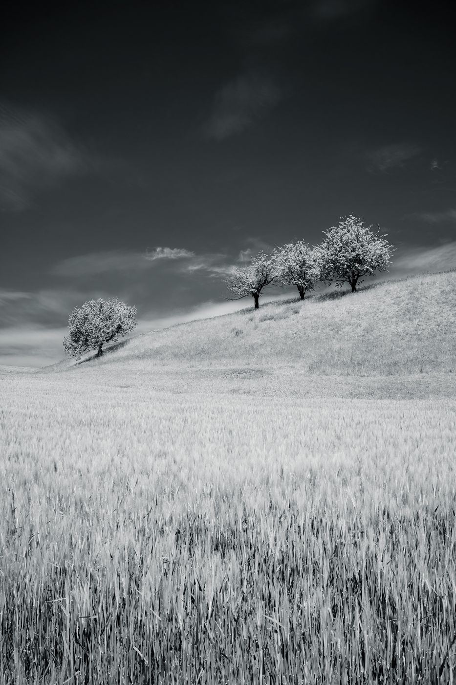 Cherry trees in Frick, Switzerland
