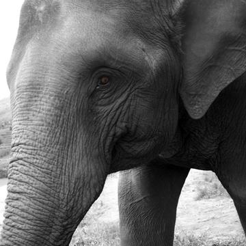 Chiang Mai - Elephant Sanctuary, Thailand