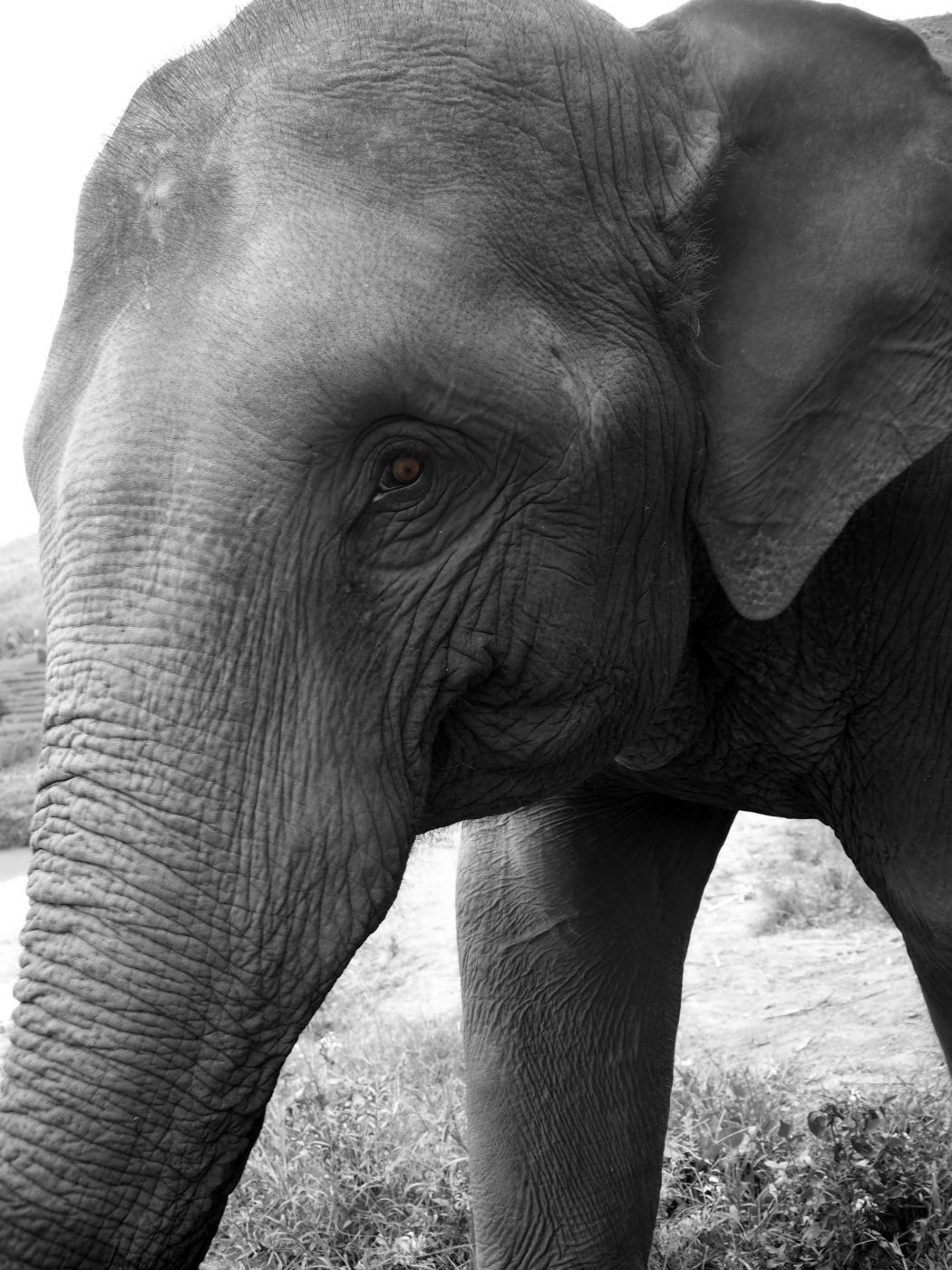 Chiang Mai - Elephant Sanctuary, Thailand