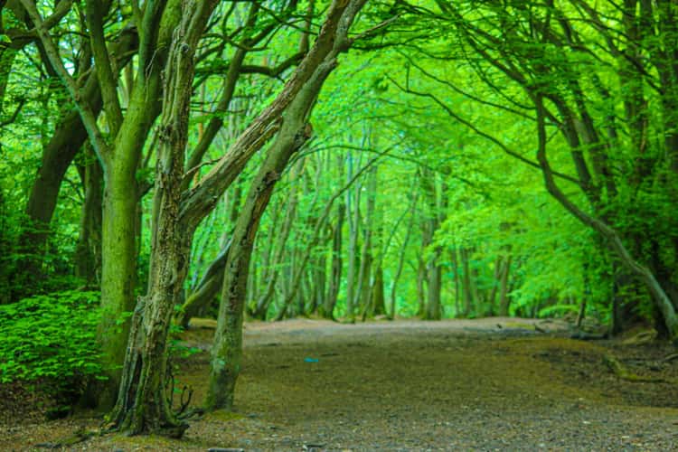 Combe Hill