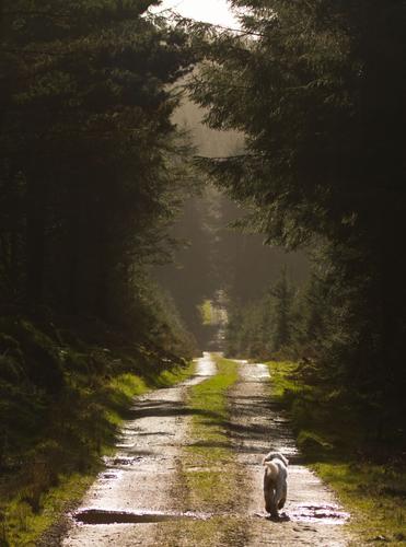 Croghan forest walk