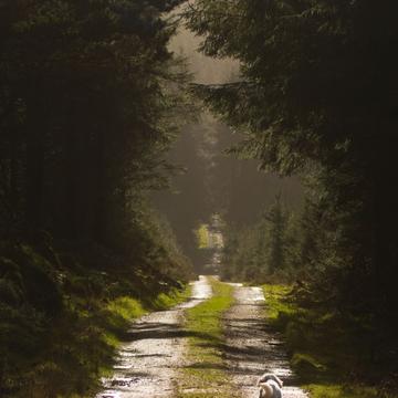Croghan forest walk, Ireland