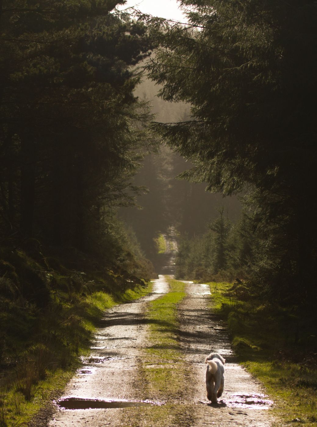 Croghan forest walk, Ireland