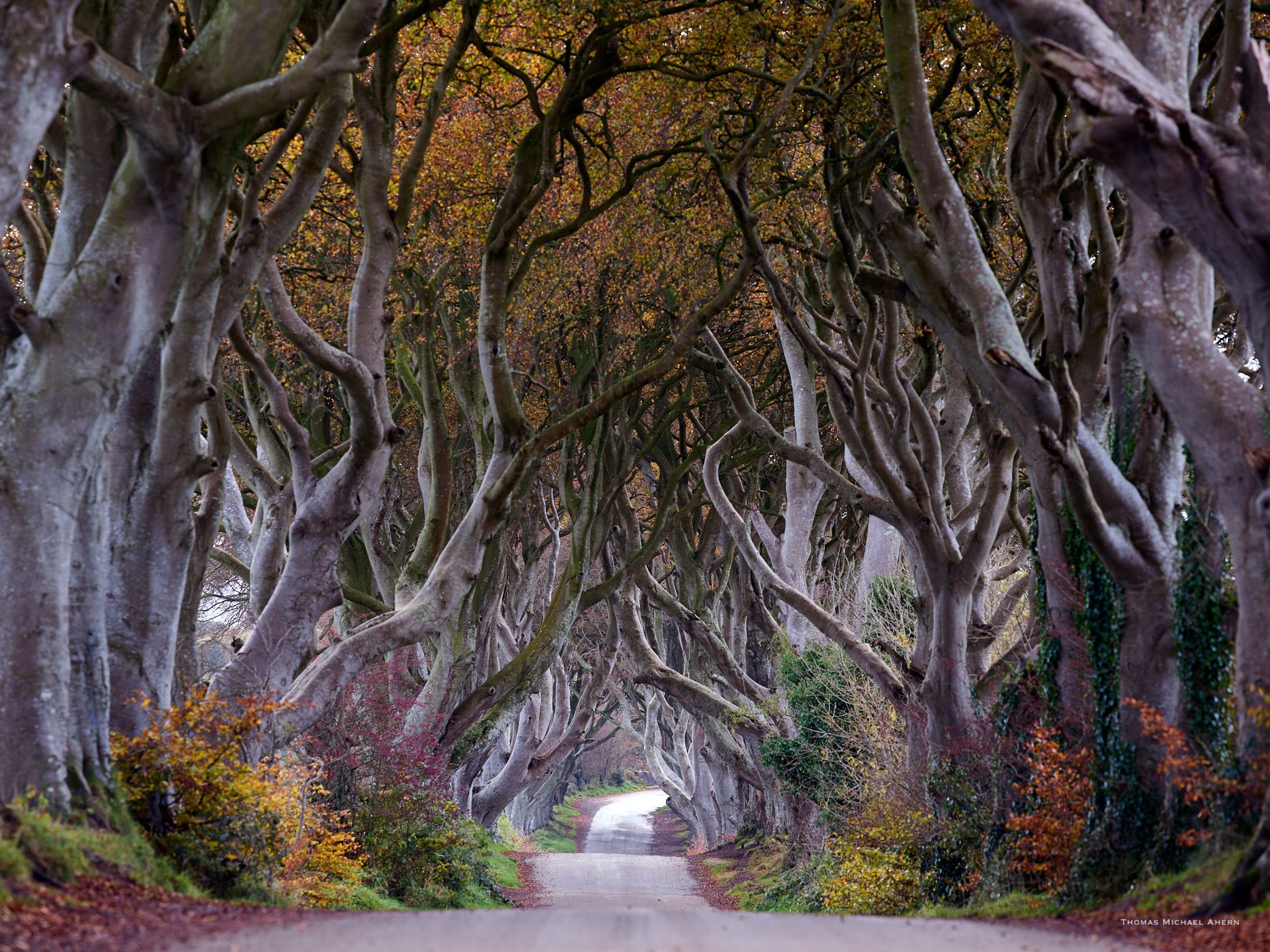 The Dark Hedges (Road), United Kingdom