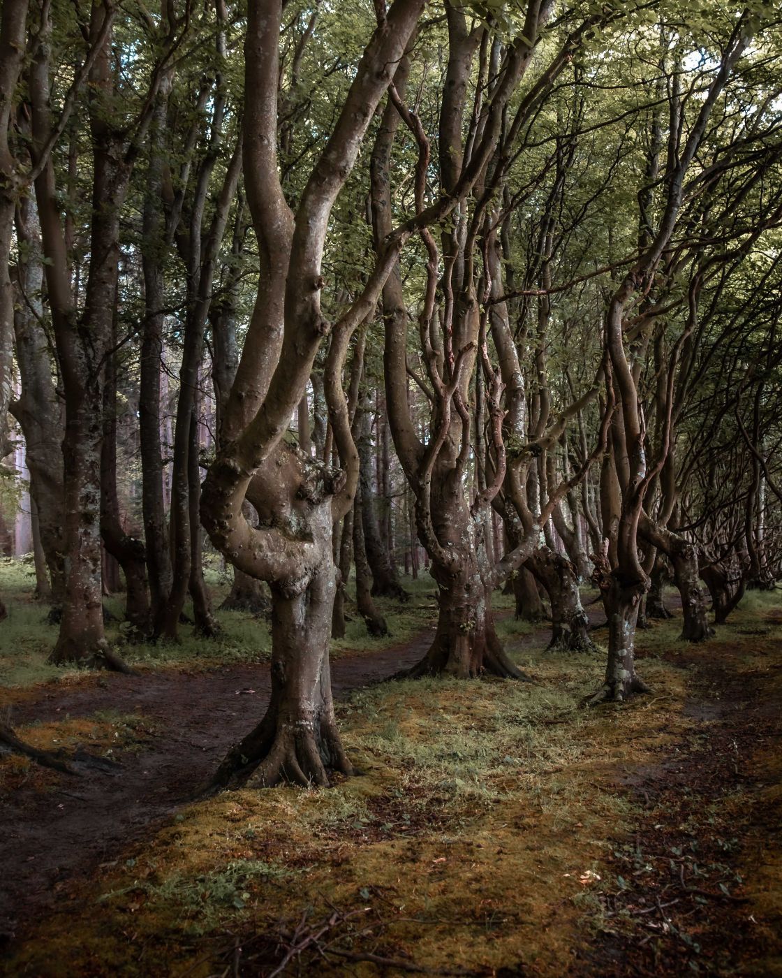 Fairy tale forest, Nonnevitz, Germany