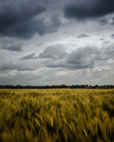 Hannover Fields