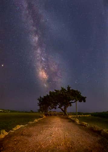Juniper Tree