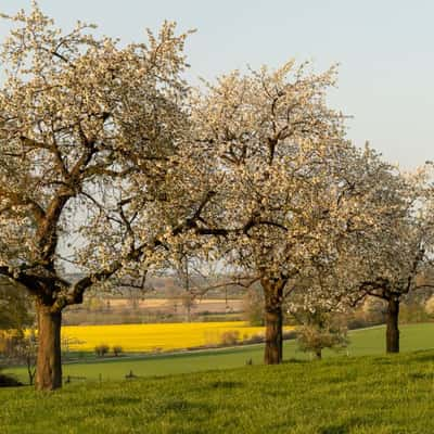 Cherry blossom, Germany