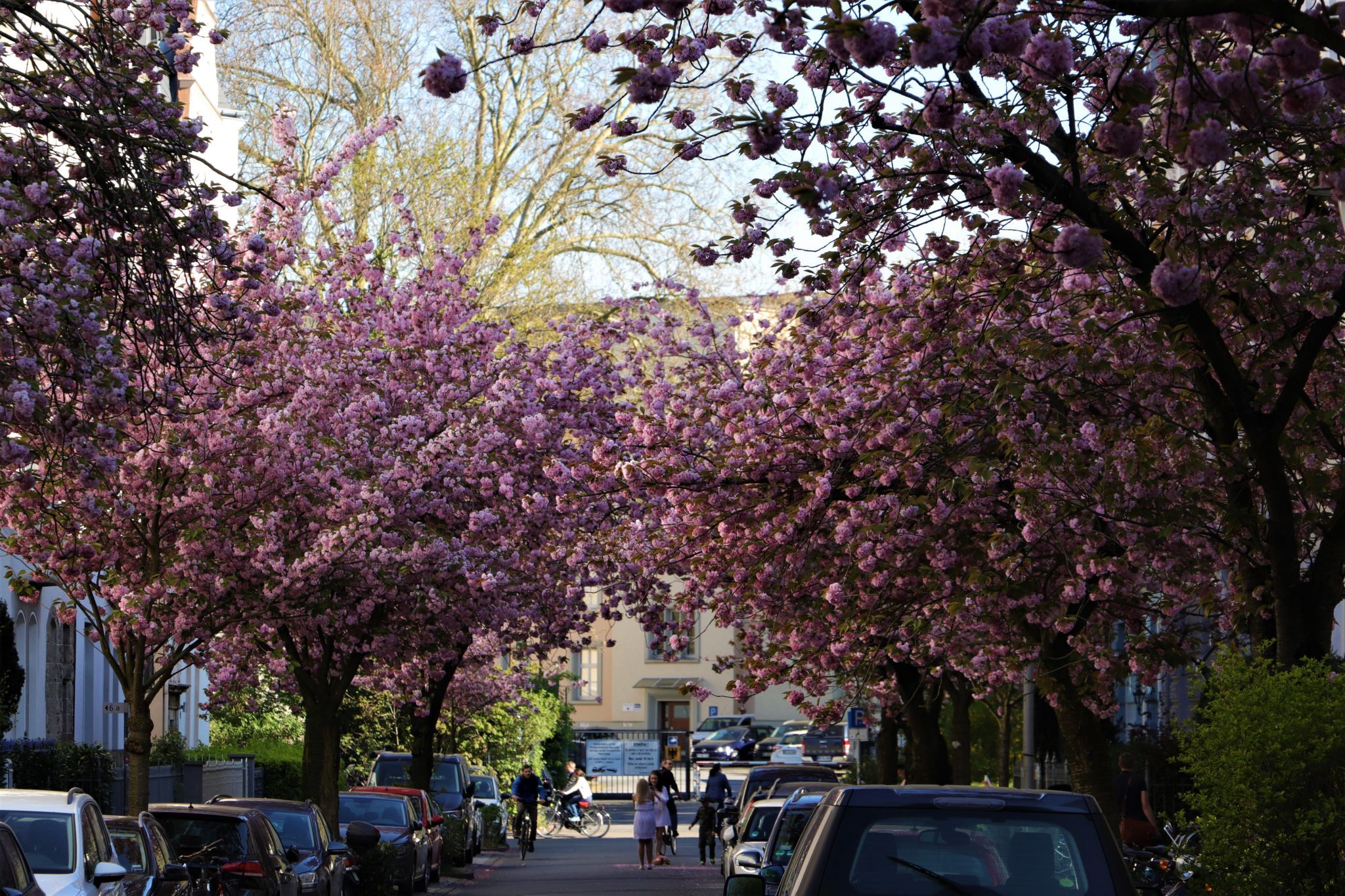 Kirschblüte, Germany