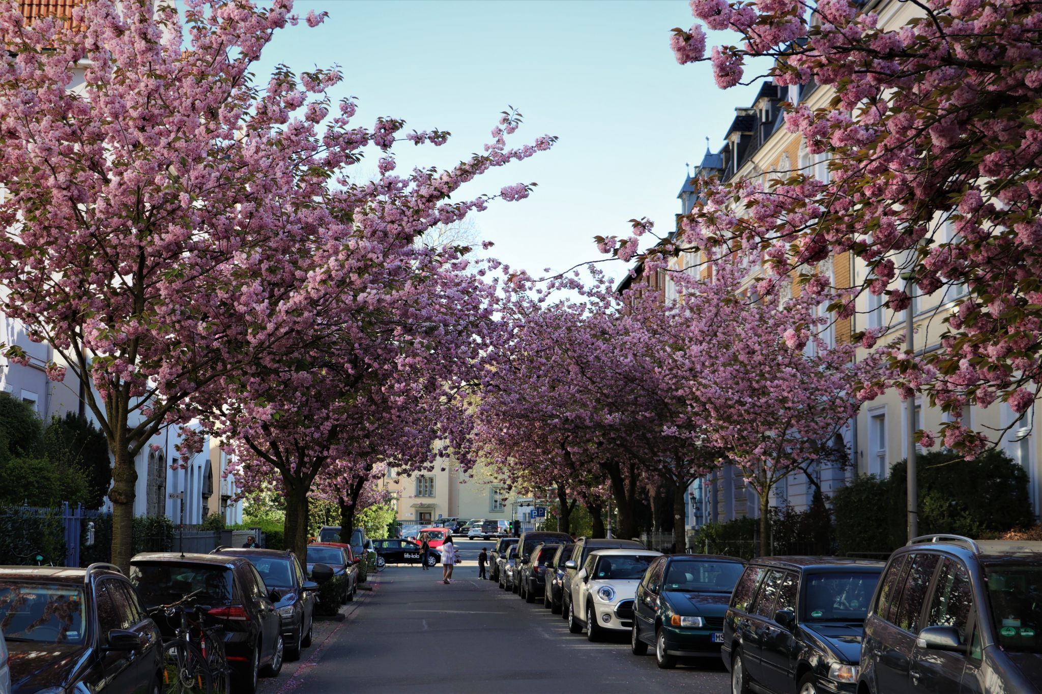 Kirschblüte, Germany