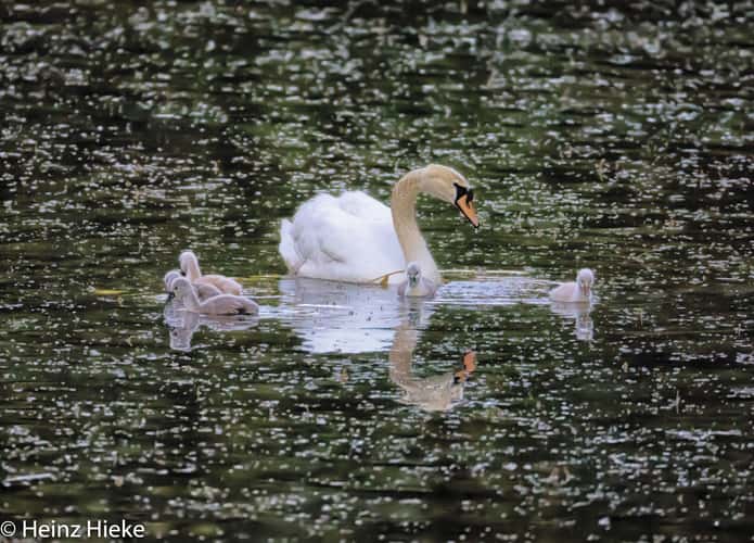 Lengwiler Weiher