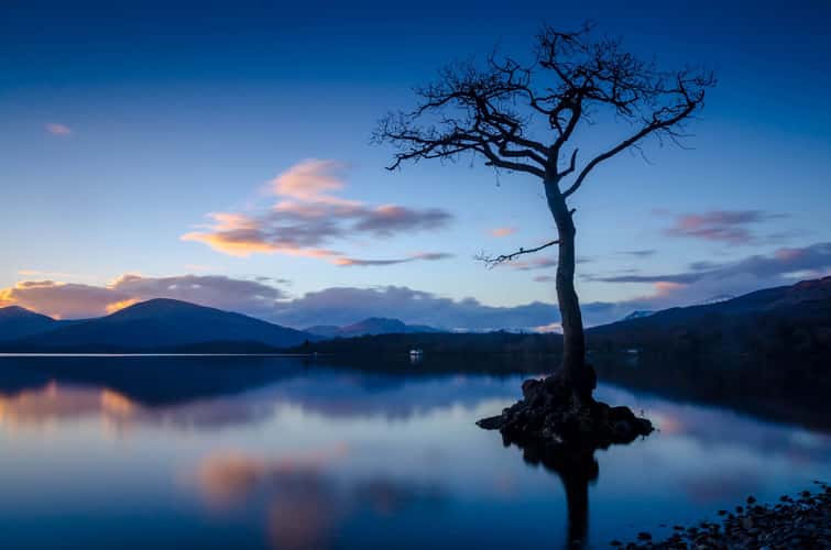 The lonely tree of Milarochy Bay