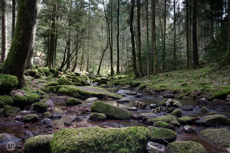 Monbachtal