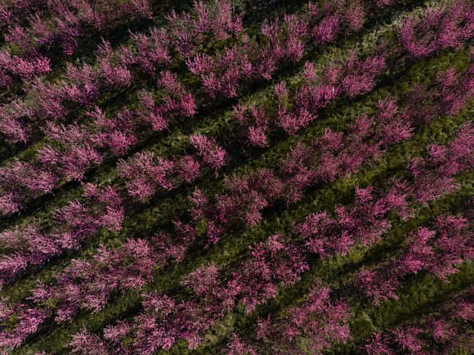 Peach field