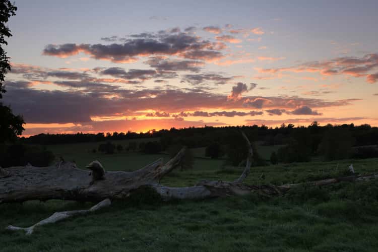 Penshurst fields