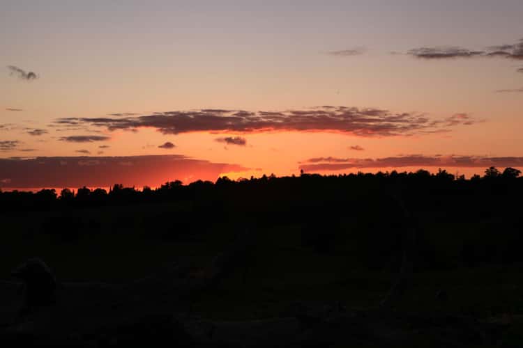 Penshurst fields