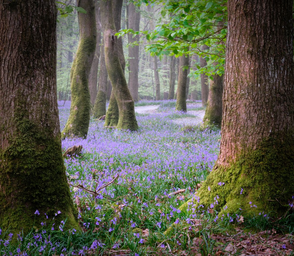 Plymbridge woods, United Kingdom