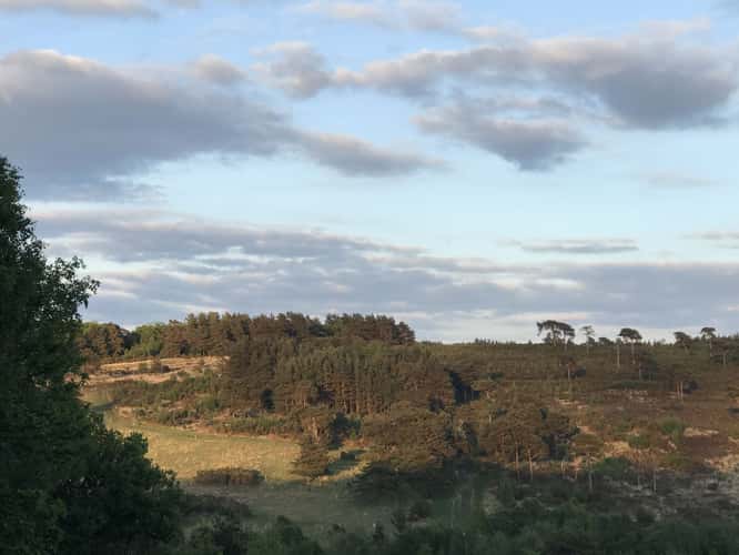 Pooh Walks, Ashdown Forest