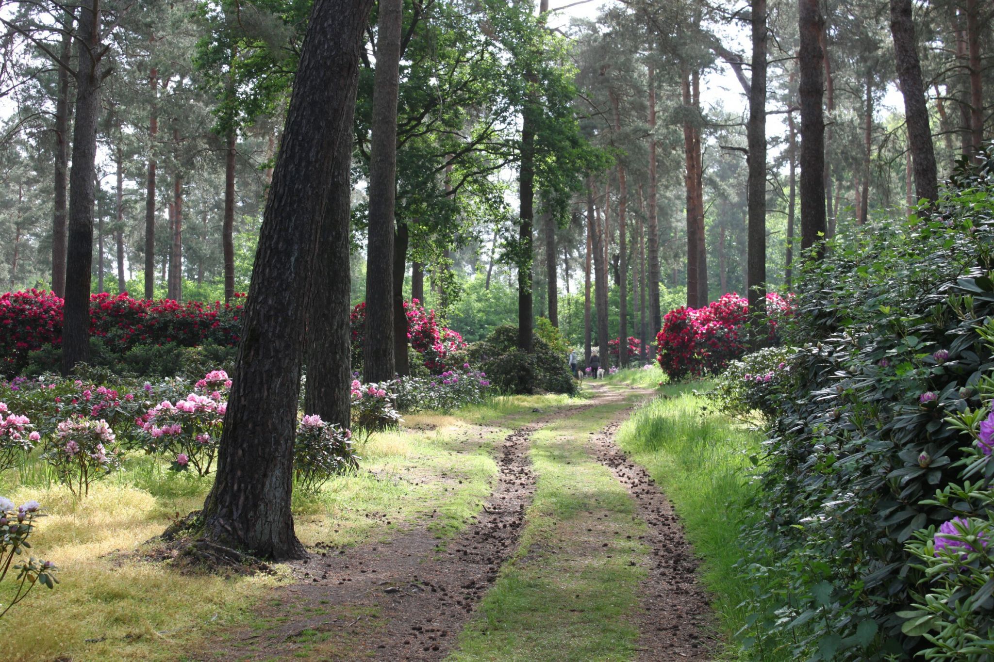Rhododendronwald, Dülmen, Germany