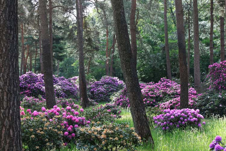 Rhododendronwald, Dülmen