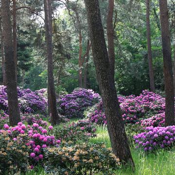 Rhododendronwald, Dülmen, Germany