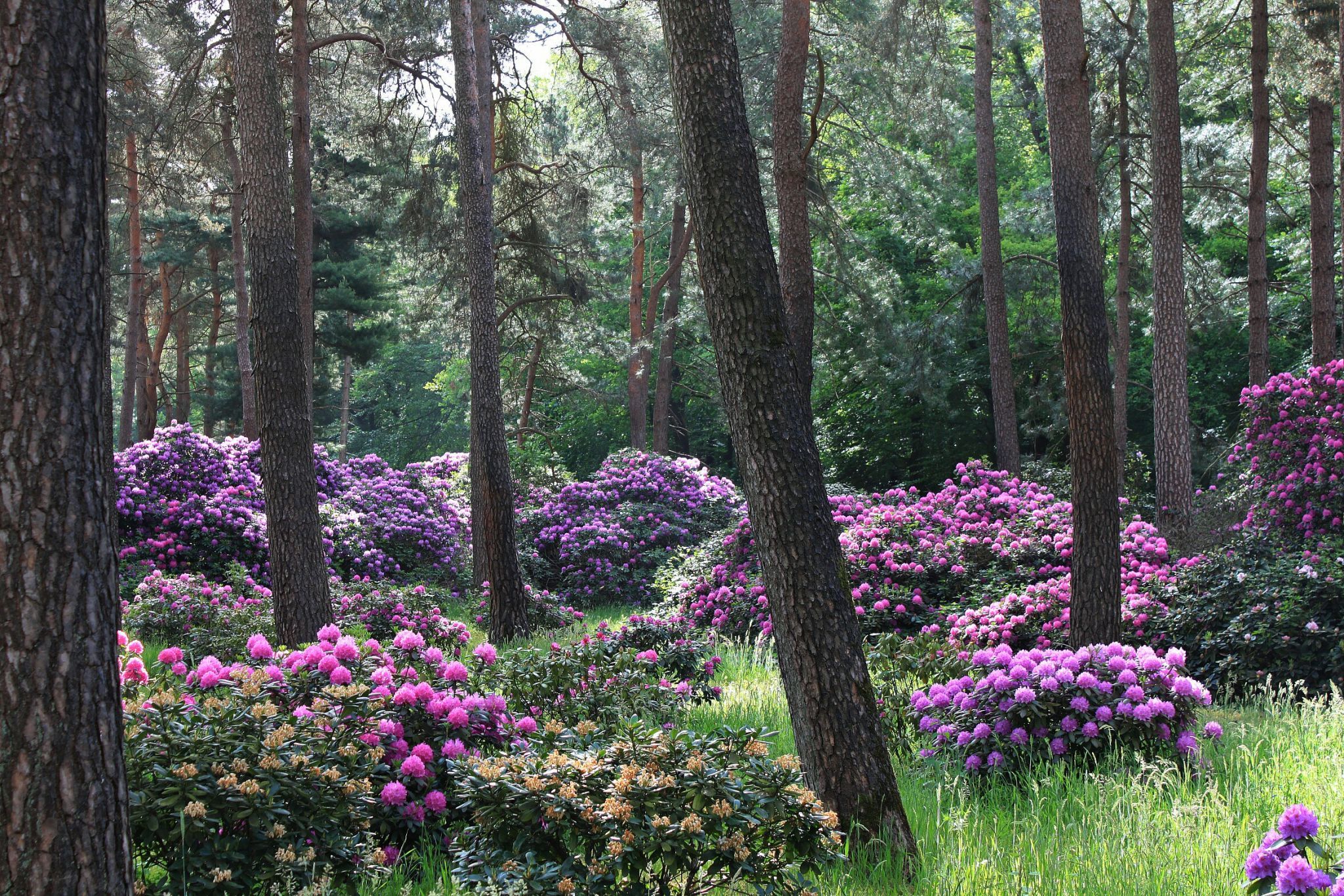 Rhododendronwald, Dülmen, Germany