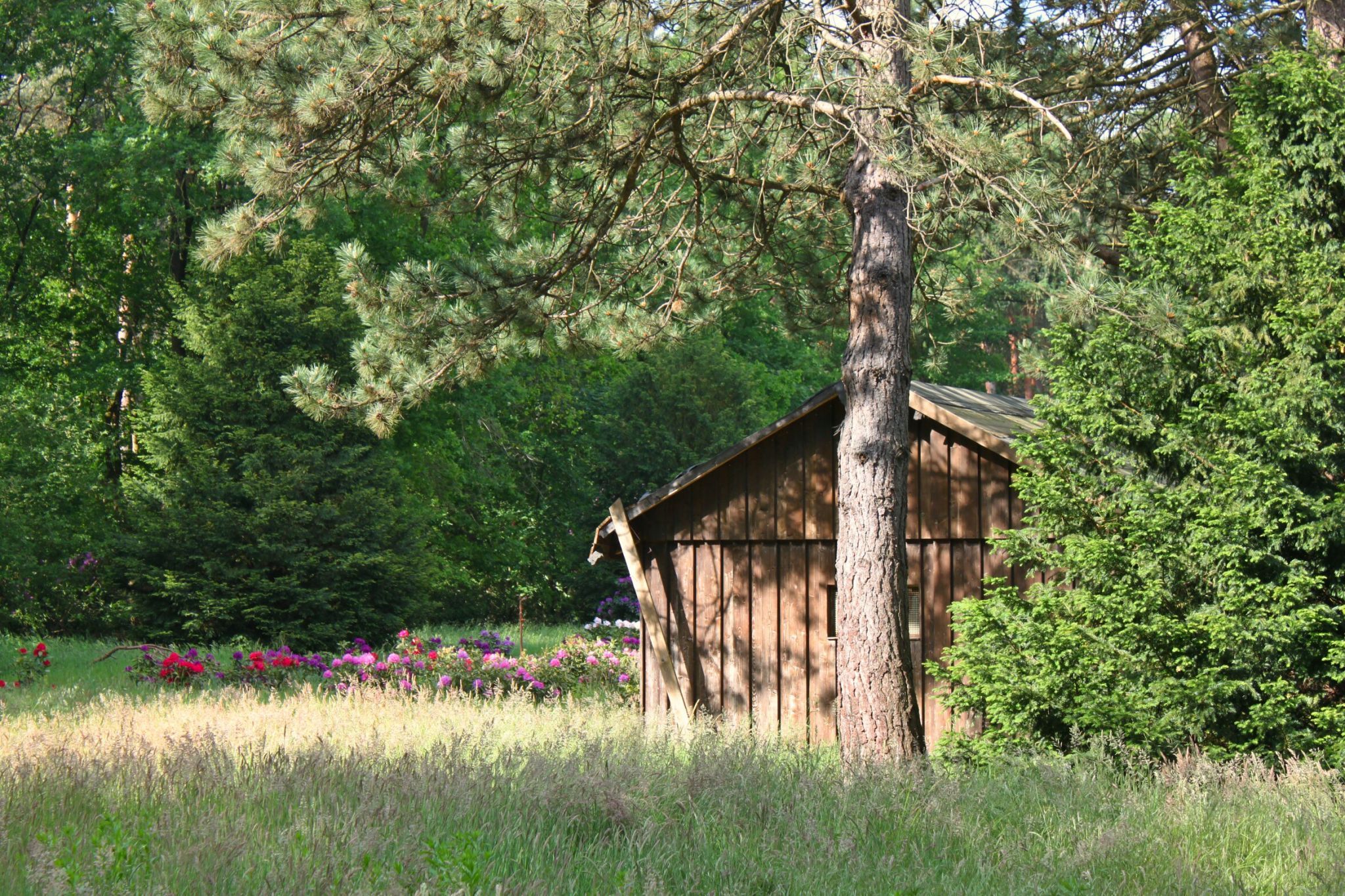 Rhododendronwald, Dülmen, Germany
