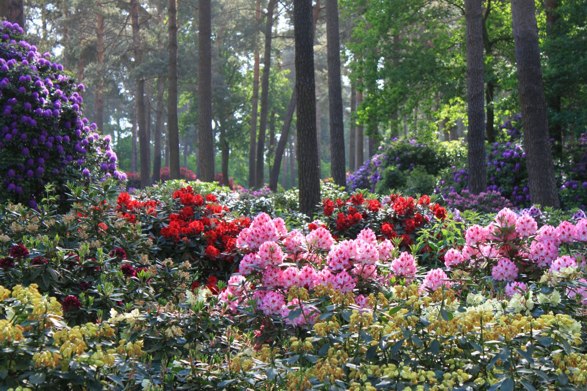 Rhododendronwald, Dülmen, Germany