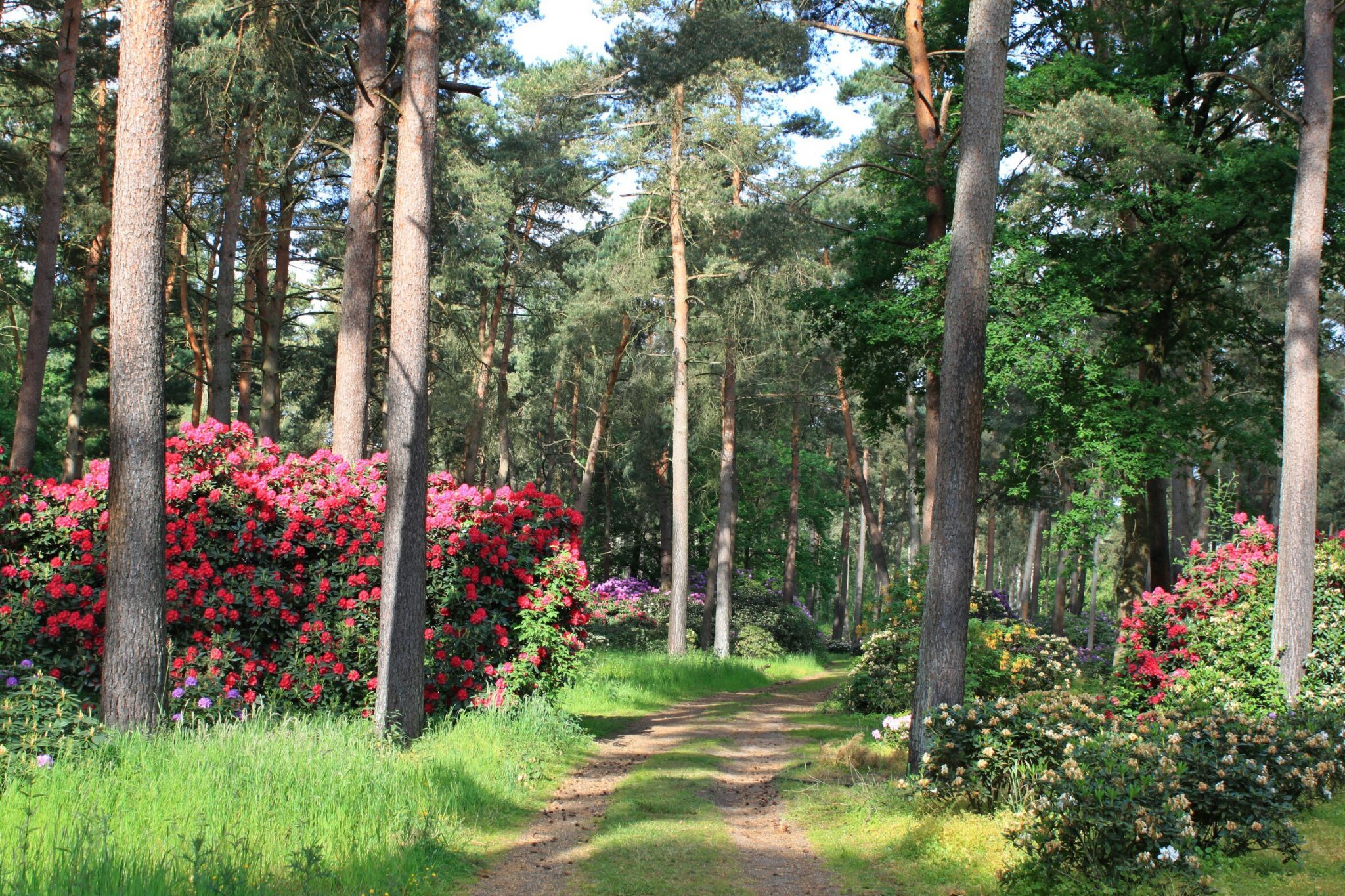 Rhododendronwald, Dülmen, Germany
