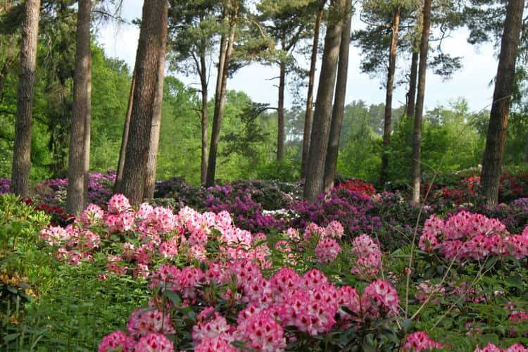 Rhododendronwald, Dülmen