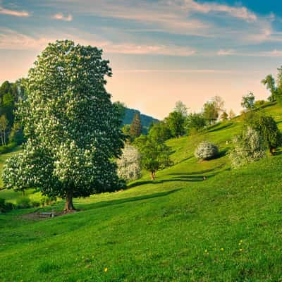 Rosskastanie Belchen, Switzerland