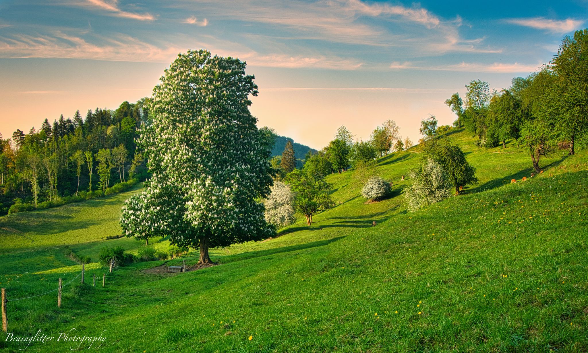 Rosskastanie Belchen, Switzerland