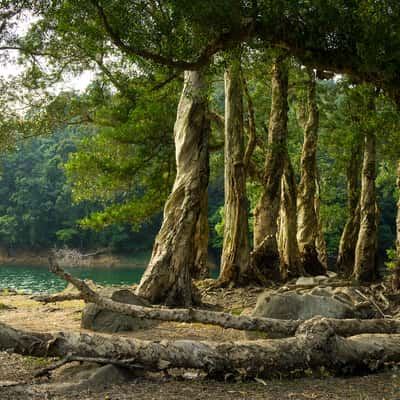 Shing Mun Country Park, Hong Kong