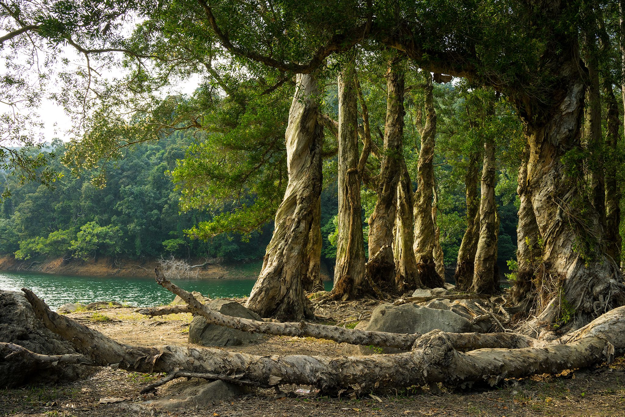 Shing Mun Country Park, Hong Kong