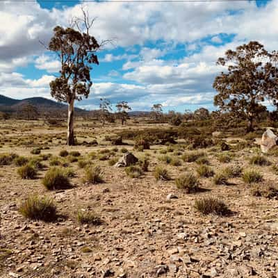 South Esk Pine Reserve, Australia