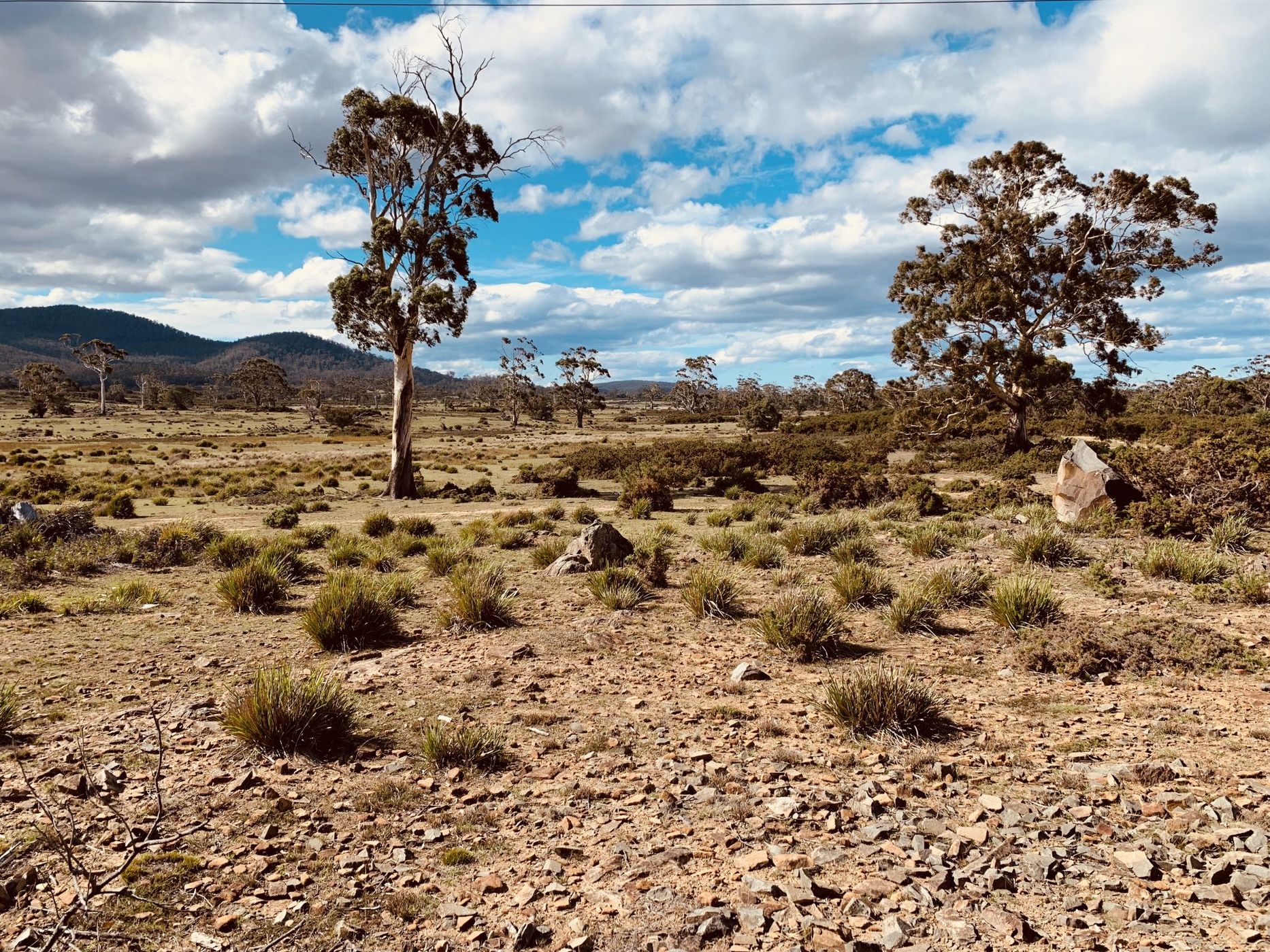 South Esk Pine Reserve, Australia