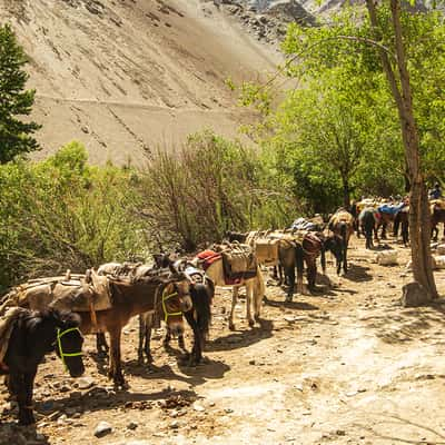 Start Markha Valley Trek, India