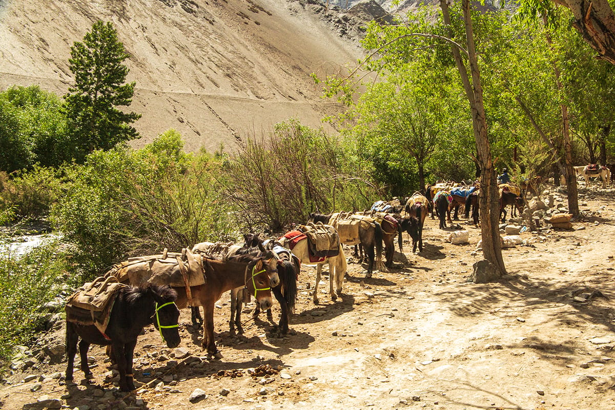 Start Markha Valley Trek, India