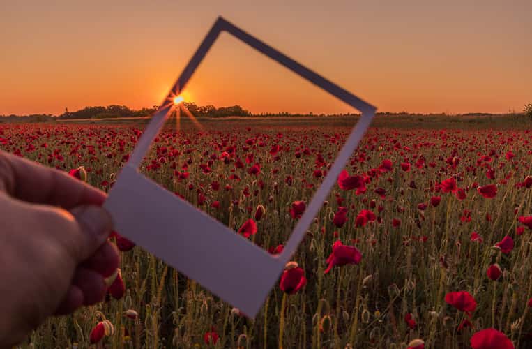 Poppy field, Karlsruhe
