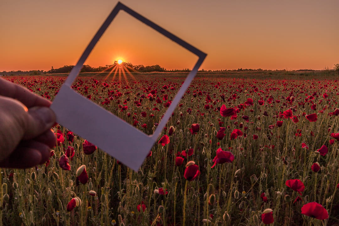Poppy field, Karlsruhe, Germany