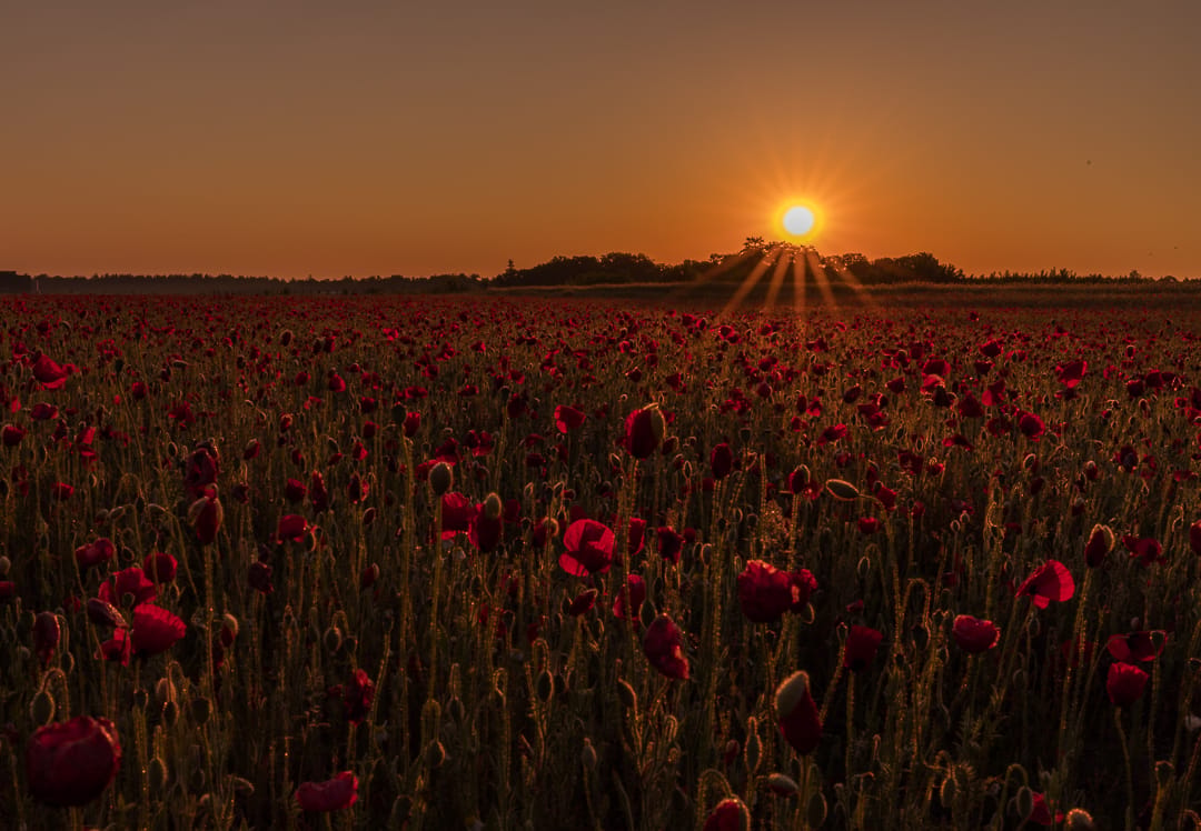 Poppy field, Karlsruhe, Germany
