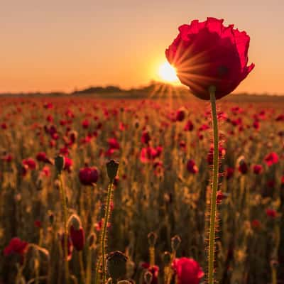 Poppy field, Karlsruhe, Germany