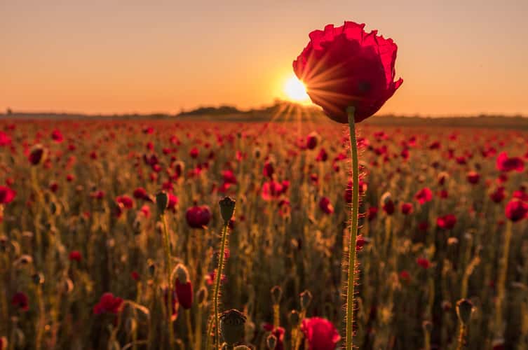 Poppy field, Karlsruhe