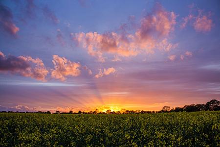 Sunset over Rapeseed Field